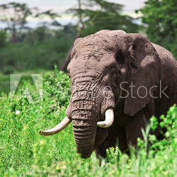 Huge African elephant bull in the Ngorongoro Crater, Tanzania
