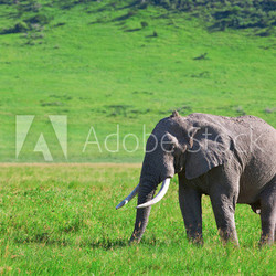 Huge African elephant bull in the Ngorongoro Crater, Tanzania