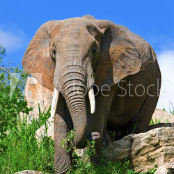 African elephant in the Tarangire National Park, Tanzania