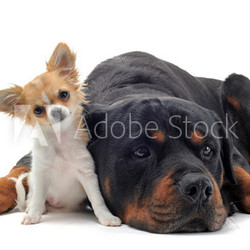 rottweiler et chihuahua
