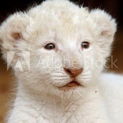 white lion cub