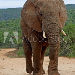 An elephant strides down the Road