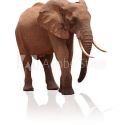 Freigestellter Elefant beim laufen