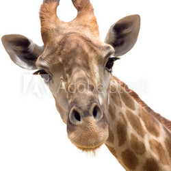 Giraffe closeup