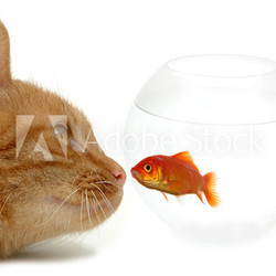 strange friends or naive goldfish