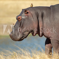 Hippopotamus with oxpecker birds, South Africa