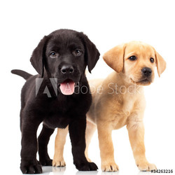 two cute labrador puppies