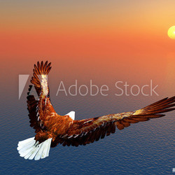 Sea Eagle