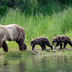 Female Alaskan brown bear with cubs