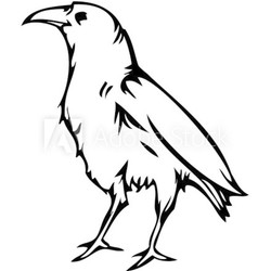 Crow raven, vector illustration