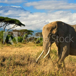 Lone elephant in front of Mt. Kilimanjaro