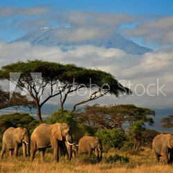 Elephant family in front of Mt. Kilimanjaro