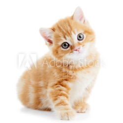 British Shorthair kitten cat isolated