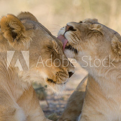 Lions grooming