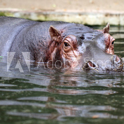Hippopotamus
