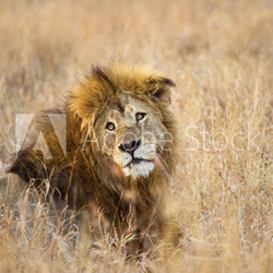 An old lion lies in the grass