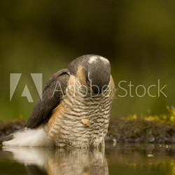 Sperber (Accipiter nisus)