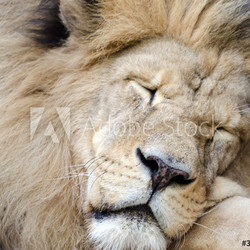 Löwe schlafend liegend