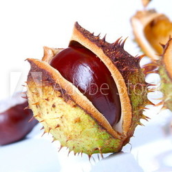 Kastanien auf weiß/ H