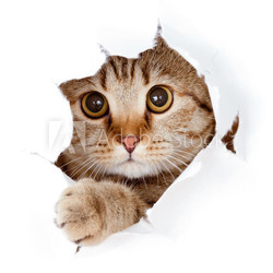 cat looking up in paper side torn hole isolated