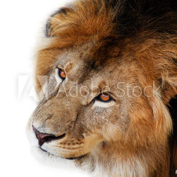 noble lion on a black background