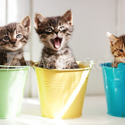 Funny kittens