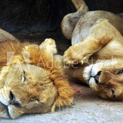 Sleeping Lions