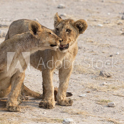 Löwenbabys beim spielen