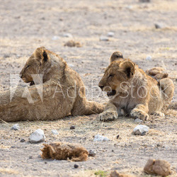 Afrikanischer Löwe - Jungtiere