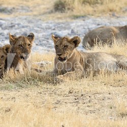 Löwenfamilie im Etosha Nationalpark