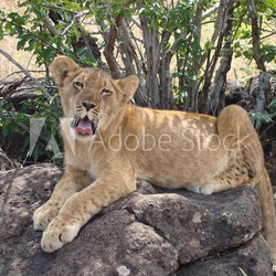 Löwe - Jungtier Zimbabwe