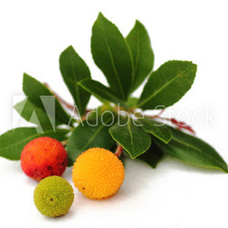 Früchte des Erdbeerbaums freigestellt