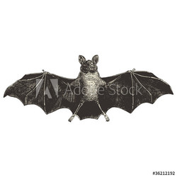 Chauve Souris