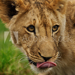Closeup face detail of licking lion