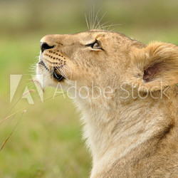 Lion looking up from profile view on green background