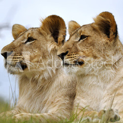 Lion couple lying on the green ground
