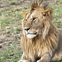Young male lion with scarred face Masai Mara, Kenya