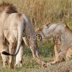 Lions just finished mating, Masai Mara, Kenya