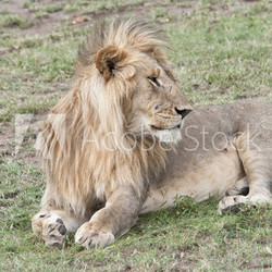 Young male Lion, Mara, Kenya