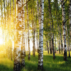 birch trees in a summer forest