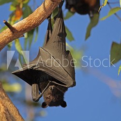 Black flying-fox, Kakadu N/P, Australia