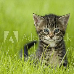 little kitten playing on the grass close up