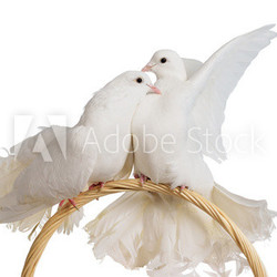 Two white doves kissing and huggung