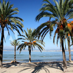 Palmenstrand Arenal - Mallorca