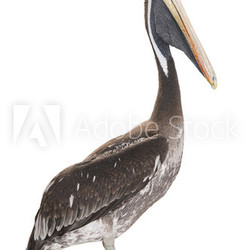 pelican on white