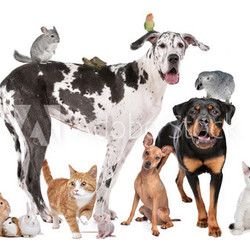Pets in front of a white background