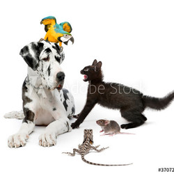 Group of pets in front of white background
