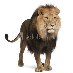 Lion, Panthera leo, 8 years old, standing