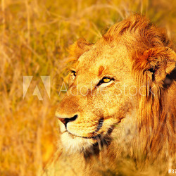 Beautiful wild african lion
