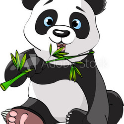 Panda eating bamboo